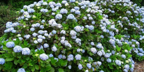 Kde zasadit hortenzii na místě: výběr místa, požadavky na půdu